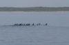 Kormorans_050615_3_aw.jpg
