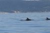 Mali Losinj_dolphins_1 (1).jpg